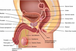 Male Reproductive System 