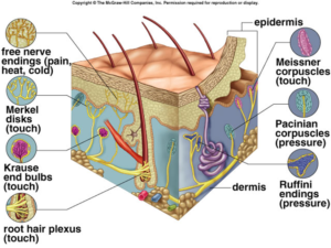 skin-inside